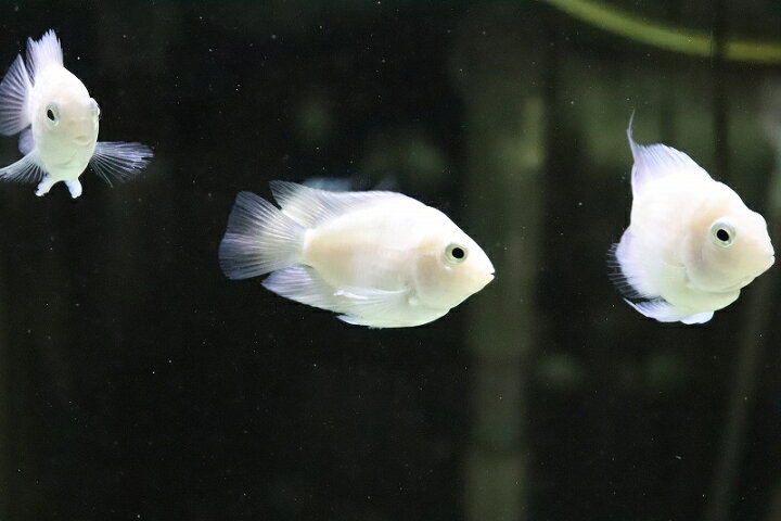 楽天市場 淡水魚 珍種 バルーンホワイトメタリックブルーパロット 1匹 サンプル画像 3cm 大型魚 生体 熱帯魚 ｎｋｏ ペットバルーン楽天市場支店