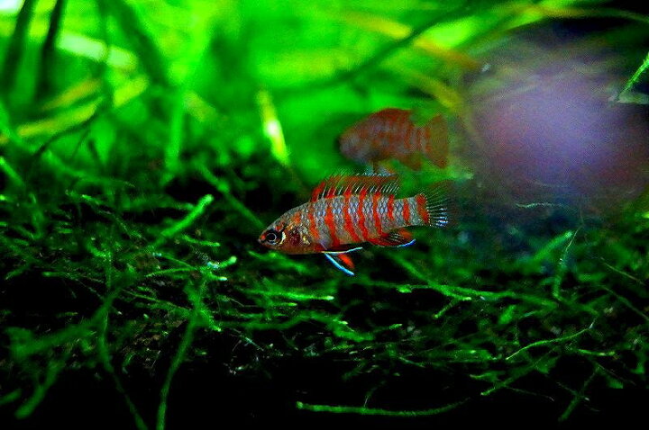 楽天市場 淡水魚 スカーレットジェム 1匹 サンプル画像 1cm 熱帯魚 生体 淡水 Nk ペットバルーン楽天市場支店