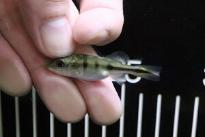 【淡水魚】特価 キクラ ケルベリー【1匹】(±4-5cm)(大型魚)(生体)(淡水)NKO