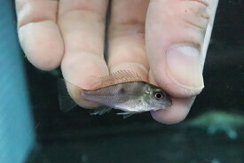 楽天市場 淡水魚の通販 楽天市場 淡水魚の通販