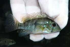 楽天市場 観賞魚 種 観賞魚 グッピー ベラ ラス 観賞魚の生態環境熱帯 熱帯魚 アクアリウム ペット ペットグッズ の通販 楽天市場 観賞魚 種 観賞魚 グッピー ベラ ラス 観賞魚の生態環境熱帯 熱帯魚 アクアリウム ペット ペットグッズ の通販