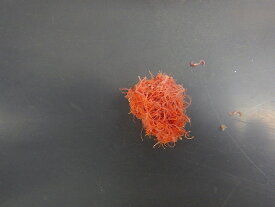 【淡水魚】【通販】冷蔵便 イトメ イトミミズ 生き餌【100g】(生き餌)(生体)(熱帯魚)NK