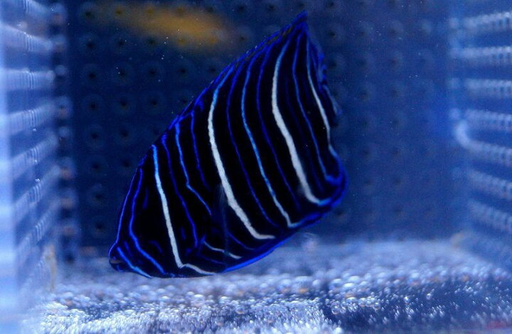 楽天市場】【海水魚・ヤッコ】ブルーフェイスエンゼル(アデヤッコ 