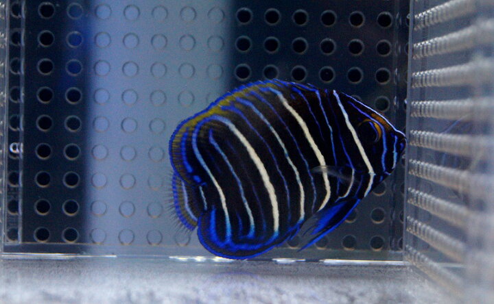 楽天市場】【海水魚】ブルーフェイスエンゼル(アデヤッコ) 幼魚 (1匹 