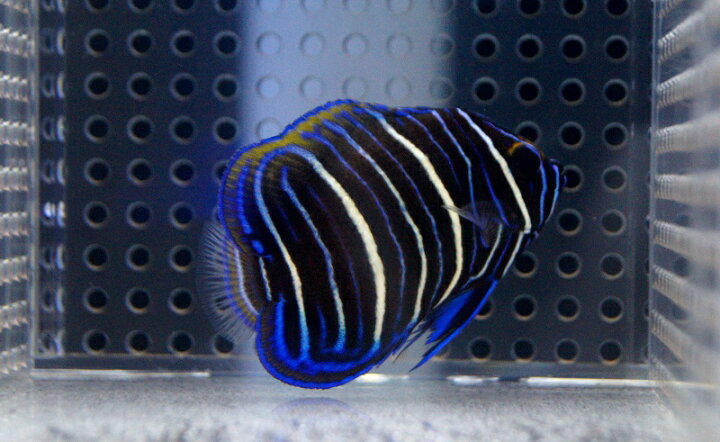 楽天市場】【海水魚】ブルーフェイスエンゼル(アデヤッコ) 幼魚 (1匹 