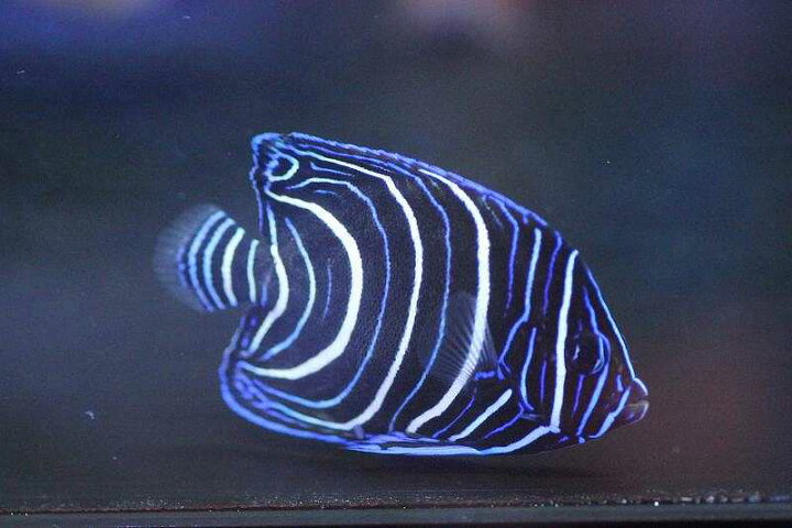 楽天市場 海水魚 サザナミヤッコ 幼魚 1匹 6 7cm前後 生体 海水魚 サンゴ ペットバルーン楽天市場支店