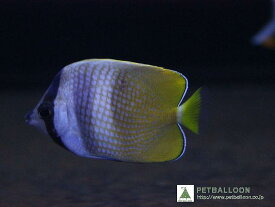 【海水魚・チョウチョウウオ】ミゾレチョウ (1匹)±6-7cm(サンプル画像）（生体）(海水魚)（サンゴ）