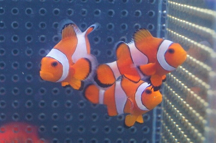 楽天市場 海水魚 カクレクマノミ M Mlサイズ 1匹 5 6cm サンプル画像 生体 海水魚 サンゴ ペットバルーン楽天市場支店