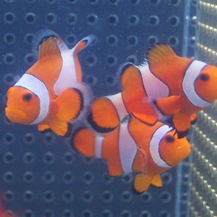 楽天市場 海水魚 カクレクマノミ M Mlサイズ 3匹 5 6cm サンプル画像 クマノミ 生体 サンゴ かわいい 海水魚 可愛い 観賞魚 綺麗 飼育 観賞用 飼育用 観賞魚 アクアリウム用品 ペット セット ペットバルーン楽天市場支店