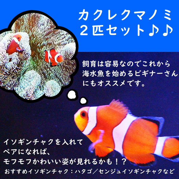 楽天市場】【海水魚・クマノミ】 カクレクマノミ 2匹セット (国産 ...