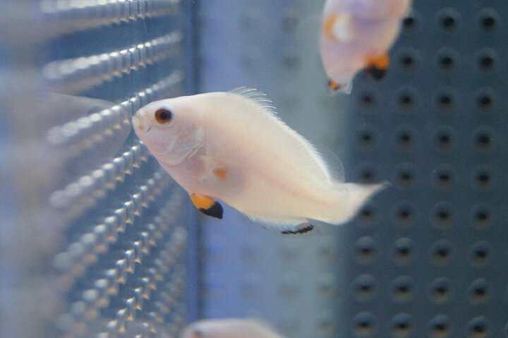 楽天市場】【海水魚・クマノミ】プラチナオセラリス （SMサイズ）(1匹 