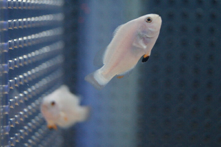 楽天市場】【海水魚・クマノミ】プラチナオセラリス （SMサイズ）(1匹 プラチナオセラリス　1匹