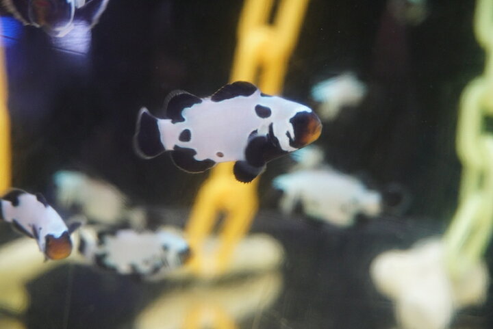 楽天市場 海水魚 クマノミ ブラックスノーフレーククラウンフィッシュ 1匹 3 5 4 5cm 生体 海水魚 ペットバルーン楽天市場支店 楽天市場 海水魚 クマノミ ブラックスノーフレーククラウンフィッシュ 1匹 3 5 4 5cm 生体 海水魚 ペットバルーン楽天市場支店
