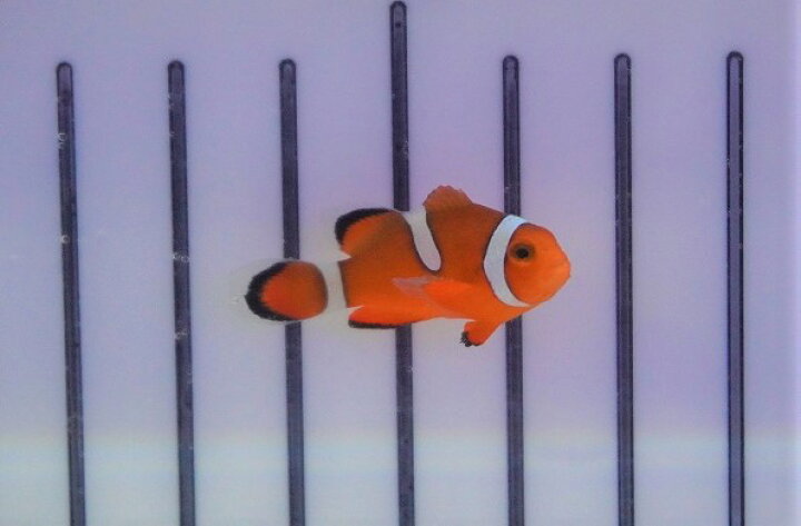 楽天市場 海水魚 クマノミ ブリード カクレクマノミ イレギュラーバンド 1匹 3 4cm サンプル画像 生体 海水魚 ペットバルーン楽天市場支店 楽天市場 海水魚 クマノミ ブリード カクレクマノミ イレギュラーバンド 1匹 3 4cm サンプル画像 生体 海水魚 ペットバルーン楽天市場支店