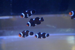 楽天市場 海水魚 クマノミ イレギュラーバンド ブラックオセラリス 1匹 2 5 3cm 生体 海水魚 サンゴ ペットバルーン楽天市場支店