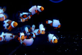 【海水魚・クマノミ】ブラックボーダースノーフレーク（Aグレード） (1匹)±4-5cm(サンプル画像）（生体）(海水魚)（サンゴ）