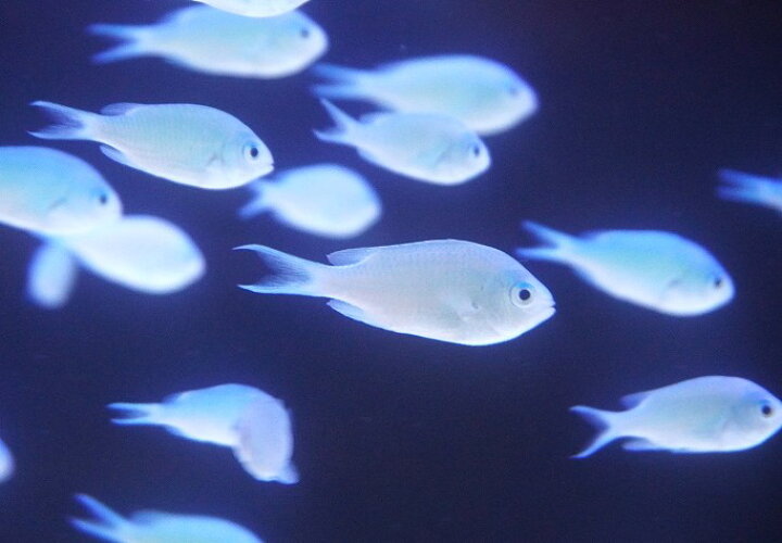 楽天市場】【海水魚・スズメダイ】【通販】【沖縄産】デバスズメダイ 