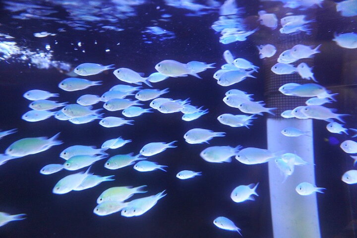 楽天市場】【海水魚・スズメダイ】【通販】【沖縄産】デバスズメダイ 