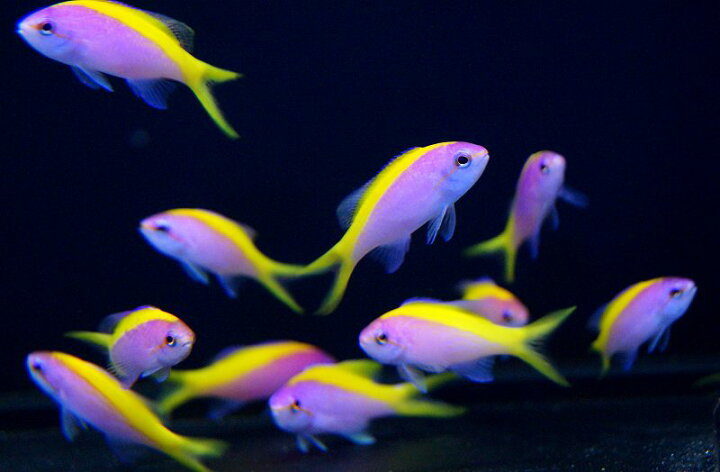 楽天市場 海水魚 ハナダイ エバンスアンティアス 5匹 5 7cm サンプル画像 生体 海水魚 サンゴ かわいい 可愛い 販売 鑑賞魚 綺麗 飼育 通販 観賞用 飼育用 観賞魚 アクアリウム用品 個体 ペット セット ペットバルーン楽天市場支店