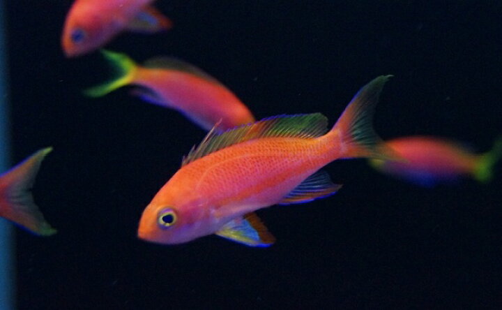 楽天市場 海水魚 レスプレンデントアンティアス 5匹 4 6cm サンプル画像 生体 海水 魚 サンゴ かわいい 可愛い 販売 鑑賞魚 綺麗 飼育 通販 観賞用 飼育用 お取り寄せ 観賞魚 アクアリウム用品 個体 ペット セット ペットバルーン楽天市場支店