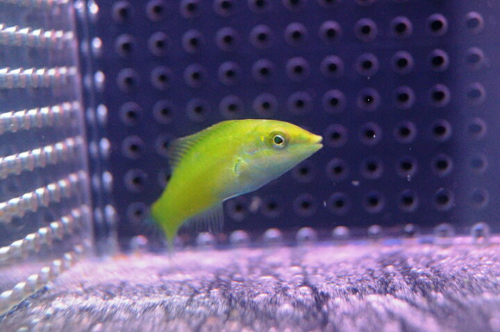 楽天市場 海水魚 ベラ ライムラス 1匹 5 7cm サンプル画像 生体 海水魚 サンゴ ペットバルーン楽天市場支店