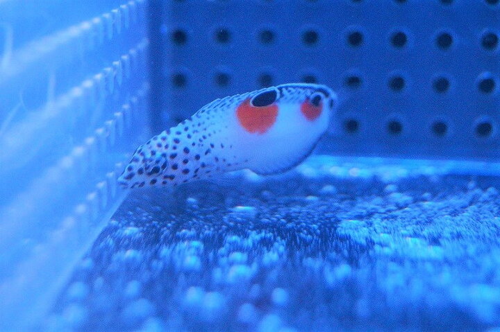 楽天市場 5と0のつく日 ポイント倍増 生体5倍 用品2倍 海水魚 ベラ カンムリベラ 幼魚 4 6cm サンプル画像 生体 海水魚 サンゴ ペットバルーン楽天市場支店