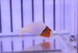 楽天市場 海水魚 ベラの通販