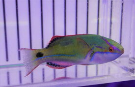 楽天市場 観賞魚 種 観賞魚 エンゼルフィッシュ ベラ ラス 熱帯魚 アクアリウム ペット ペットグッズ の通販