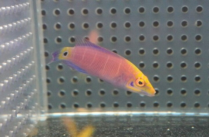 楽天市場 海水魚 ベラ オセレイトラス ミステリーラス 1匹 5 6cm サンプル画像 生体 海水魚 ペットバルーン楽天市場支店