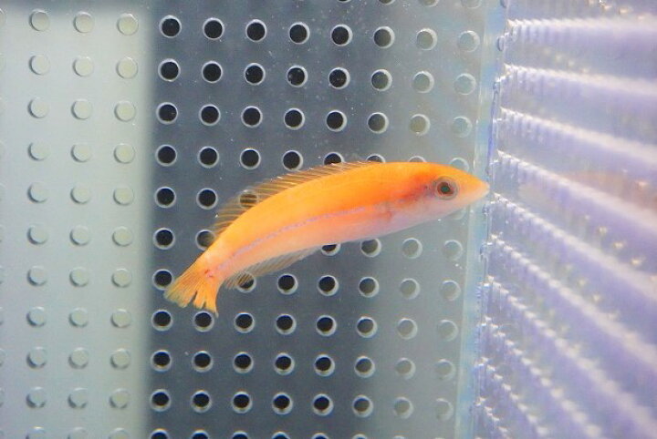 楽天市場 海水魚 ベラ イエローヘッドラス 幼魚 1匹 6 10cm サンプル画像 生体 海水魚 サンゴ ペットバルーン楽天市場支店