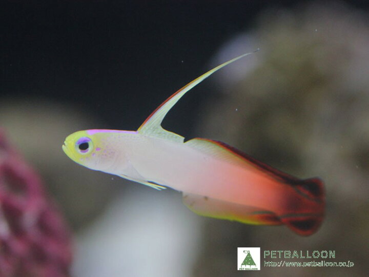 楽天市場 海水魚 ハタタテハゼ 3匹 サンプル画像 ハゼ 生体 海水 魚 サンゴ かわいい 可愛い 遊泳系 はぜ 観賞魚 綺麗 飼育 観賞用 飼育用 観賞魚 アクアリウム用品 ペット セット ペットバルーン楽天市場支店