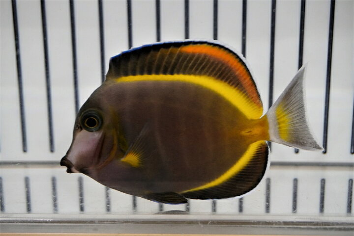 楽天市場 海水魚 ハギ ナミダクロハギ 1匹 7 10cm サンプル画像 生体 海水魚 サンゴ ペットバルーン楽天市場支店