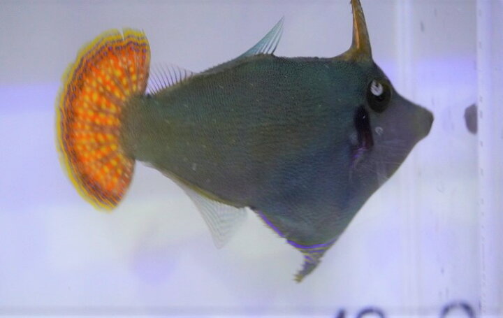 楽天市場 海水魚 ハギ ニシキカワハギ 1匹 5 7cm サンプル画像 生体 海水魚 ペットバルーン楽天市場支店 楽天市場 海水魚 ハギ ニシキカワハギ 1匹 5 7cm サンプル画像 生体 海水魚 ペットバルーン楽天市場支店