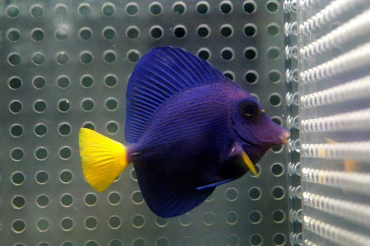 楽天市場】【海水魚】パープルタン（SMサイズ）(1匹)±5-6cm(サンプル 