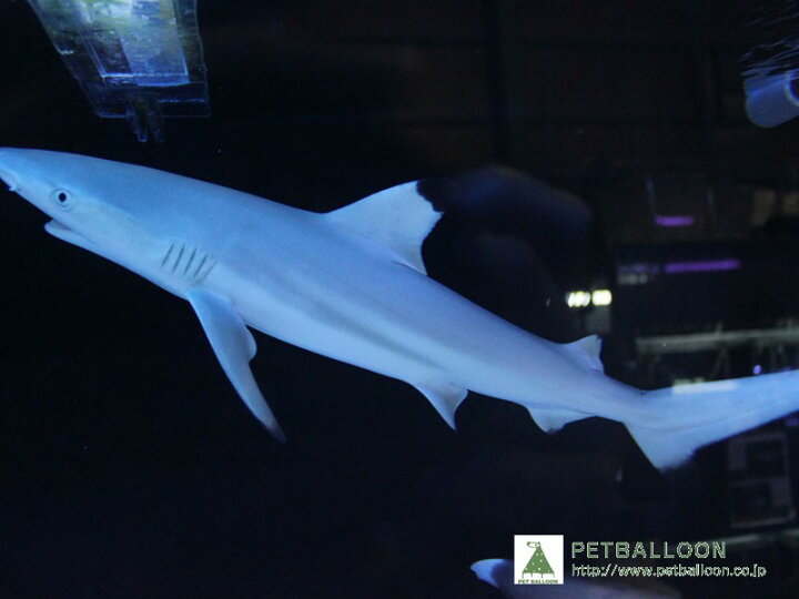楽天市場 海水魚 ブラックチップシャーク 1匹 50 60cm前後 サンプル画像 生体 海水魚 サンゴ ペットバルーン楽天市場支店 楽天市場 海水魚 ブラックチップシャーク 1匹 50 60cm前後 サンプル画像 生体 海水魚 サンゴ ペットバルーン楽天市場支店