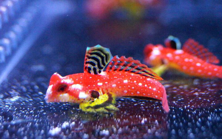 楽天市場】【海水魚・ネズッポ】ルビーレッドドラゴネット （ペア）±3 