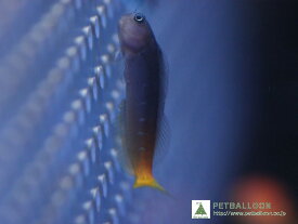 【海水魚】フタイロカエルウオ(1匹)5-6cm前後(サンプル画像）（生体）(海水魚)（サンゴ）