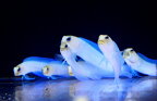 【海水魚】イエローヘッドジョーF.(パーリージョー)(1匹)（±4-6cm） (サンプル画像）（生体）(海水魚)（サンゴ）