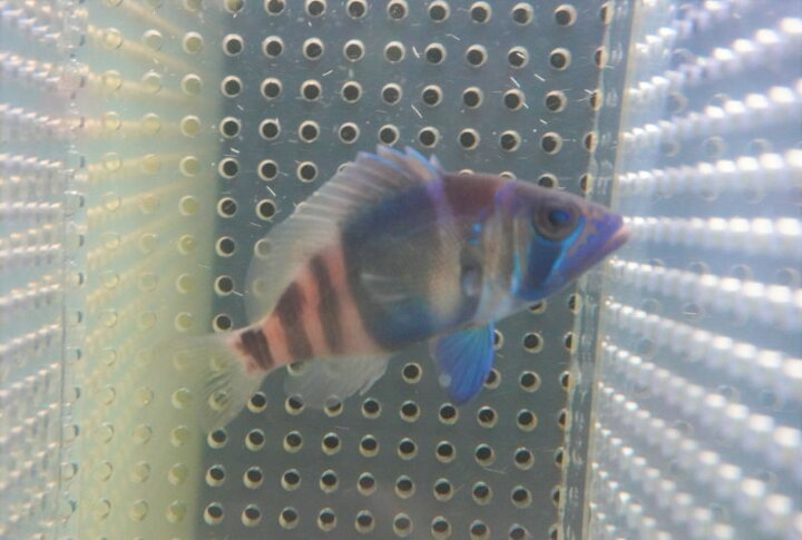 楽天市場】【海水魚・ハタ】【通販】インディゴハムレット(MLサイズ 