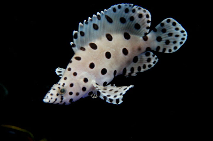 楽天市場】【海水魚】サラサハタ （Mサイズ）(1匹)±10-13cm前後 