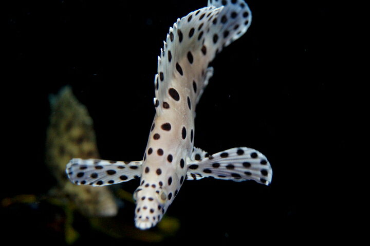 楽天市場】【海水魚】サラサハタ （Mサイズ）(1匹)±10-13cm前後 