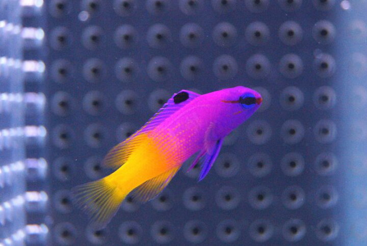 楽天市場 海水魚 ロイヤルグラマ 1匹 4 5cm サンプル画像 生体 海水魚 サンゴ ペットバルーン楽天市場支店 楽天市場 海水魚 ロイヤルグラマ 1匹 4 5cm サンプル画像 生体 海水魚 サンゴ ペットバルーン楽天市場支店