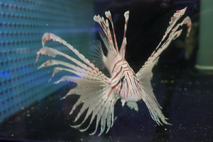 保証 海水魚 カサゴ ネッタイミノカサゴ 8cm 1匹 Shipsctc Org 保証 海水魚 カサゴ ネッタイミノカサゴ 8cm 1匹 Shipsctc Org