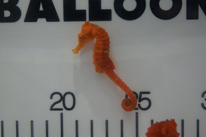 楽天市場 海水魚 タツノオトシゴ ブリード カリビアンシーホース Oraｎge 1匹 5 6cm サンプル画像 生体 海水魚 サンゴ ペットバルーン楽天市場支店