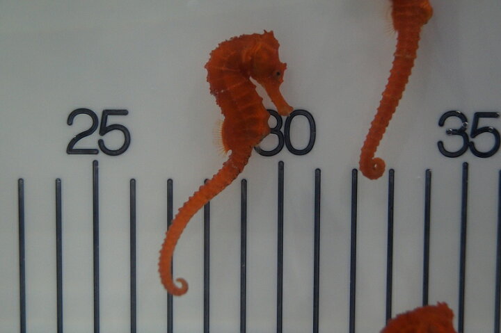 楽天市場 海水魚 タツノオトシゴ ブリード カリビアンシーホース Orange 1匹 5 6cm サンプル画像 生体 海水魚 サンゴ ペットバルーン楽天市場支店 楽天市場 海水魚 タツノオトシゴ ブリード カリビアンシーホース Orange 1匹 5 6cm サンプル画像 生体 海水魚 サンゴ ペットバルーン楽天市場支店
