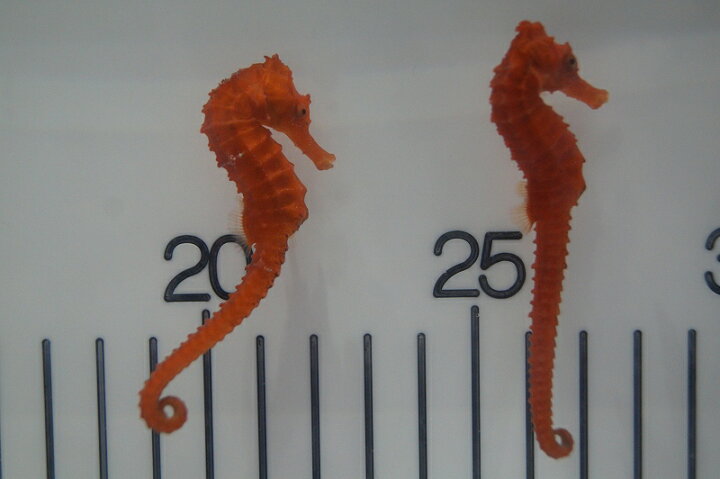 楽天市場 海水魚 タツノオトシゴ ブリード カリビアンシーホース Orange 1匹 5 6cm サンプル画像 生体 海水魚 サンゴ ペットバルーン楽天市場支店 楽天市場 海水魚 タツノオトシゴ ブリード カリビアンシーホース Orange 1匹 5 6cm サンプル画像 生体 海水魚 サンゴ ペットバルーン楽天市場支店