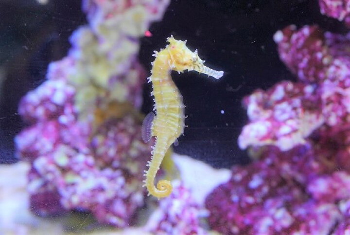 楽天市場 海水魚 タツノオトシゴ ゼブラスナウト 1匹 4 6cm サンプル画像 生体 海水魚 ペットバルーン楽天市場支店