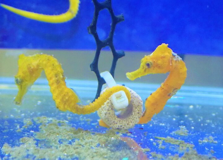 楽天市場】【海水魚・タツノオトシゴ】ブリード ラインドシーホース 