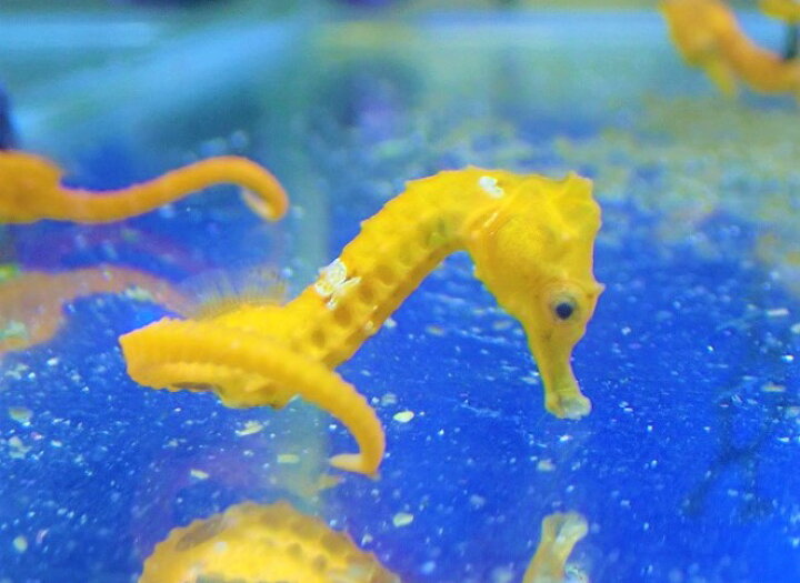 楽天市場】【海水魚・タツノオトシゴ】ブリード ラインドシーホース  