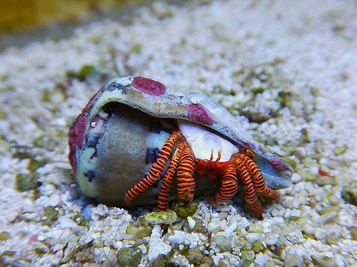 楽天市場 海水生物 ベニワモンヤドカリ 1匹 3 5cm サンプル画像 生体 海水魚 サンゴ ペットバルーン楽天市場支店